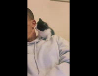 Small kitten on guys shoulder bites cheek 
