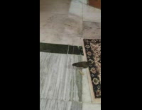 Mynah bird chase and play button floor