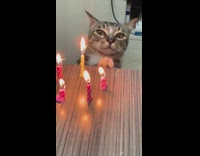 Cat hits birthday candles 