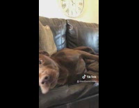 Large brown dog wasnt me couch shower 