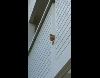 Orange cat seen looking out from window 