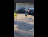 Amazon delivery driver scared of dog in driveway 