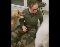 golden retriever and white dog on top of owner in green shirt 