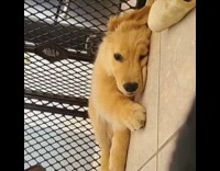Golden retriever puppy dog scratches face paw