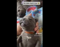 Lady tells frenchie puppy she loves it