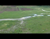 A herd of cows in the grassland filmed thru drone