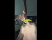 Collab Clips MPUGC2 - Dog tries to bite and grab camera