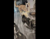 Lots of husky dog howl and talk