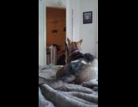 Dog barks at owner ask for food