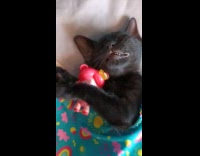 Collab PLC - Black kitten sleeping comfortably with toy and blanket