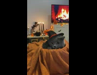 Cat Lays and Hides on Box with Blanket