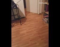 Black Weiner Dog Keeps Chasing Red Laser Pointer On Wooden Floor