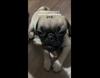 Sleepy dog busy nibbling on chewy bone