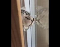 Grey cat window reflection girl sings mulan 