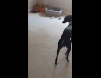 Cat lay on frisbee toy of dog
