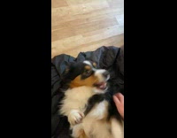 Guy play with dog says come on