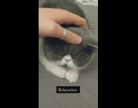 Girl strokes grey cats forehead with thumb 