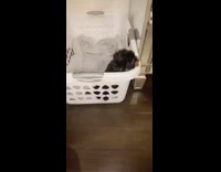 Small black brown puppy whines laundry basket 
