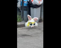 Rabbit head with caution tape on ground