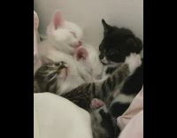 Four kitten cats lay down together yawn