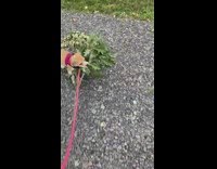 Dog walks with branches in mouth