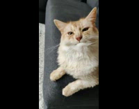 Person make cat lick its own fur