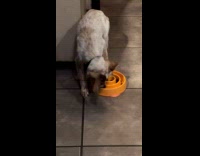 Dog eat on orange spiral puzzle bowl