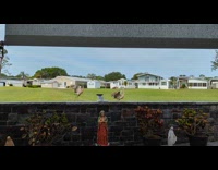 Pair of Birds Jump and Chirps at Backyard