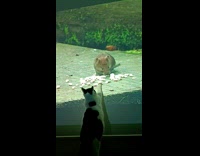 Cat reaching for mouse on video