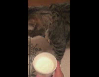Girl gives Skittles the cat a puppuccino 