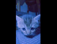 Kitten litter and their mama cat