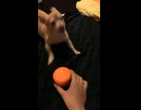 Chihuahua Barks at Kitten Meows from Speaker