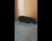 Girl tickles black brown puppy back paw