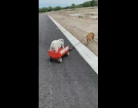 Brown dog pulling white dog on red wagon