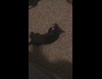 Black kitten rolls around carpet mouse toy 