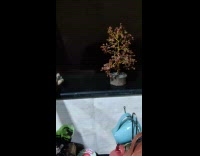 Tree and glass turtle figurine create shadow 