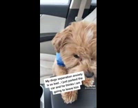 Collab BitchIG2 - Brown dog blue shirt in passenger car seat separation anxiety 