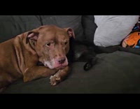 Brown dog lays down over black cat