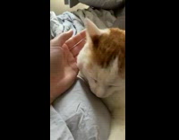 Cat with three teeth biting hand of woman