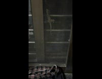 Collab PubityPets - Lady Gets Spooked at Lizard on Window