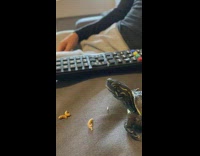 Turtle looks at black lightbulb lamp couch 