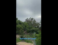 Australian Bird Magpie Warble sound heard at the backyard