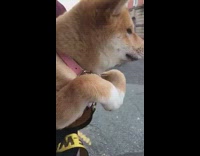 Shiba Puppy Dog Runs In Air Pink Collar