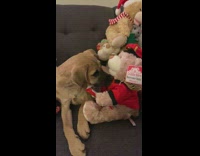 Brown puppy watches singing and dancing doll 