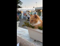 Collab Clips MPUGC - Cat watching girls eat in greece