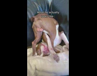 What my dog thinks he looks like 