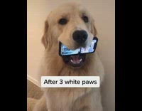 Golden retriever dog white claw paw toy