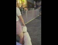 Dogs at playground with no pets allowed sign 