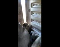 Guy rescues and makes home for baby owls 