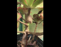 Hatched egg on plant small praying mantis